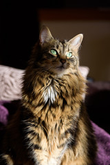 Dramatic lighting portrait of a cat
