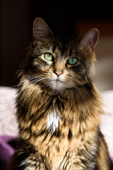 Dramatic lighting portrait of a cat   © knelson20