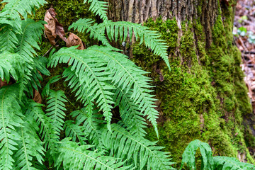 Vibrant winter scene in the woods, closeup of fern growing from a tree
