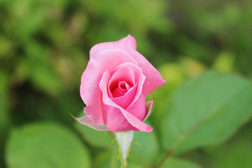 ピンクのバラの花