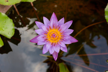Purple lotus blossom in the garden.