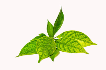 Beautiful green leaf isolated on white background with clipping path.
