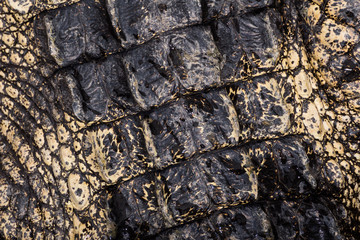 Texture crocodile skin
