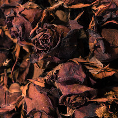 Background of dried red roses