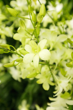 Fototapeta Delicate, scented, pale yellow-white Dendrobium Shavin White orchids bloom in a tropical garden in Singapore.