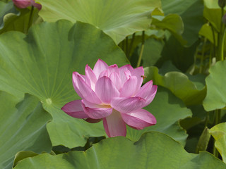 蓮とミツバチ/20160725上野不忍池、蓮の花からミツバチが蜜を集めています。
