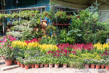 flower in pots on sale at the local garden center