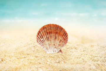 Shell on the sand beach summer background