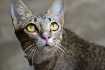 Close-up asian cat portrait looking to the top on cement background