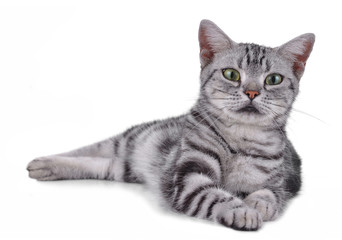 cat on white background.