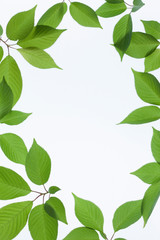 新緑の葉のフレーム