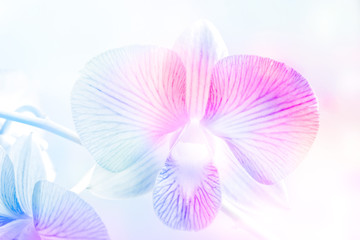 Fototapeta na wymiar Colorful orchids, flowers vibrant and pastel color tone concept