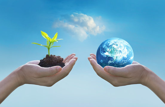 Hands holding earth and green tree , world environment day concept