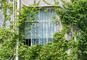 window shutter with ivy on old house wall