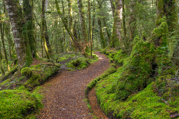 Path throught magical green forest. Keplet track, New Zealand