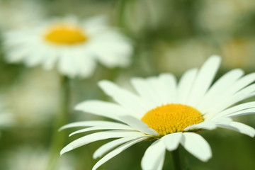 Obraz premium Flowering. Chamomile. Blurred background