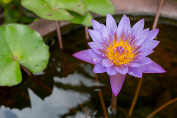 Purple lotus blossom in the garden.