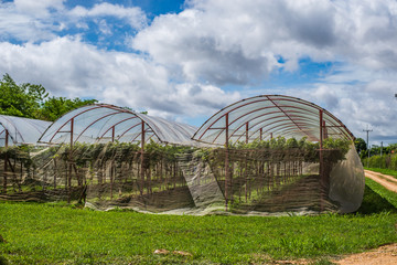 Grape farm in the countryside of Thailand.
