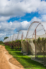 Grape farm in the countryside of Thailand.