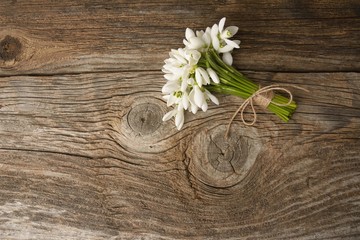 snowdrops bunch on wooden background