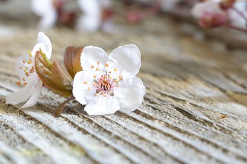 Fototapeta na wymiar cherry blossom sakura on rustic wooden