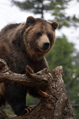 Obraz premium Grizzly Bear Looking