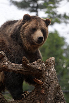 Grizzly Bear Looking