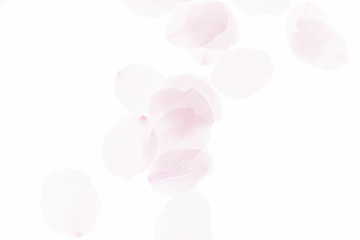 桜の花びら