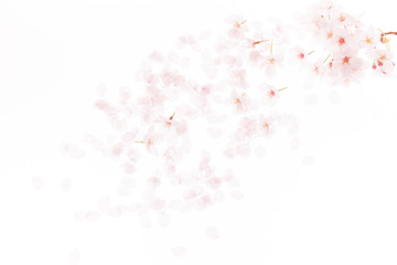 桜の花びら