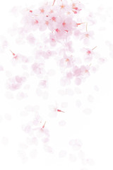 Fototapeta premium 桜の花びら