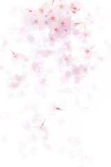 Fotobehang 桜の花びら © sakura