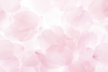 Rolgordijnen Kersenbloesemblaadjes © sakura