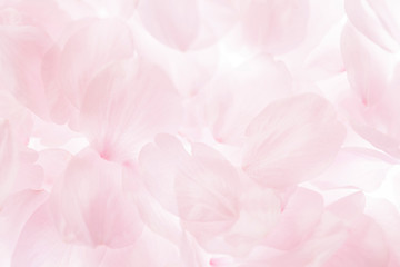 桜の花びら - 116670520