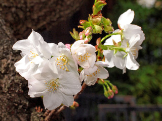 Fototapeta premium サクラ、御室桜（オムロザクラ）/とても珍しい桜、京都の仁和寺が発祥。横浜では金沢区の龍華寺で見られます。