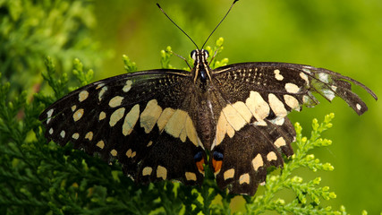 Fototapeta premium Moment of Butterfly