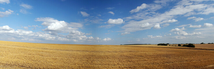 Panorama of summer field