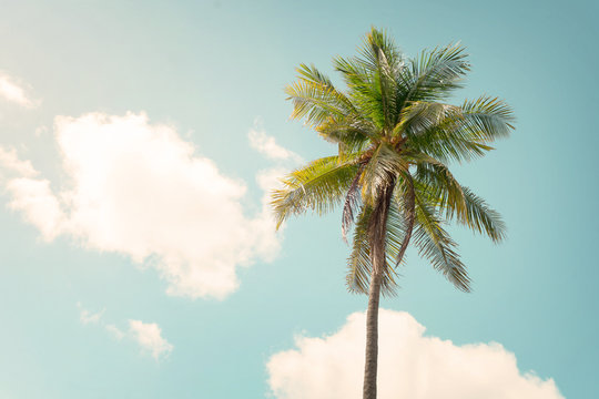 vintage nature background - Palm tree on blue sky in summer. vintage color tone