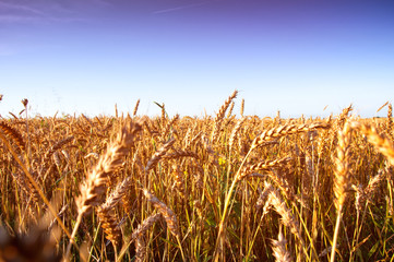 Golden ripe wheat ears