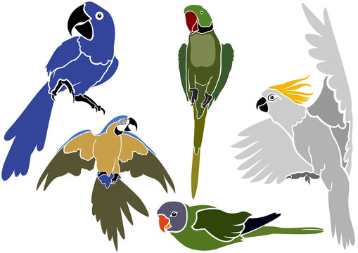 Set of Parrots Icons - Simple Colored Illustrations, Vector