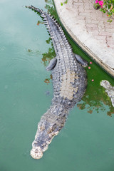 Big crocodile in pond farm