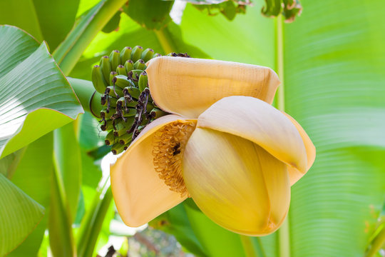 Fototapeta big yellow flower on a branch of a banana