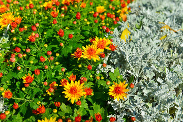 Chrysanthemums