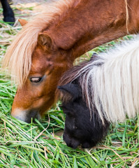 Horse dwarf young eat grass