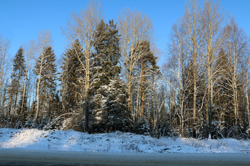 Trees in cold winter day and snow