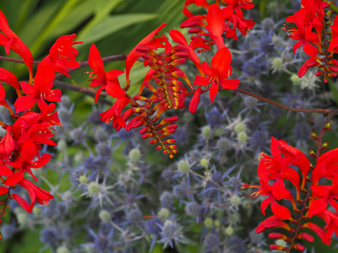 Montbretia