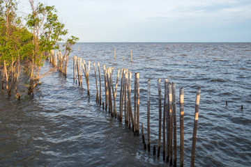 Mangrove tree on coast bay at evening ,bangpu, thailand