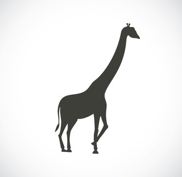 The detailed silhouette of the giraffe. Graphical icon. 
