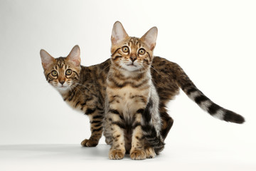 Two Bengal Kitten Sitting and walking on White Background, Curious Stare