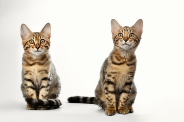 Portrait of Two Bengal Kitten Sitting on White Background, Front view, Curious Looking up