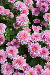 Small chrysanthemum pink